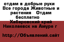 отдам в добрые руки - Все города Животные и растения » Отдам бесплатно   . Хабаровский край,Николаевск-на-Амуре г.